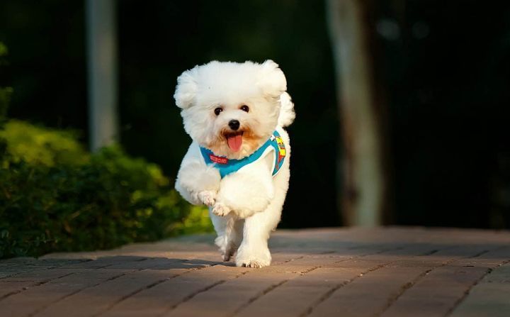 寵物定位app開發，開拓行業新方向_寵物app如何具備競爭力