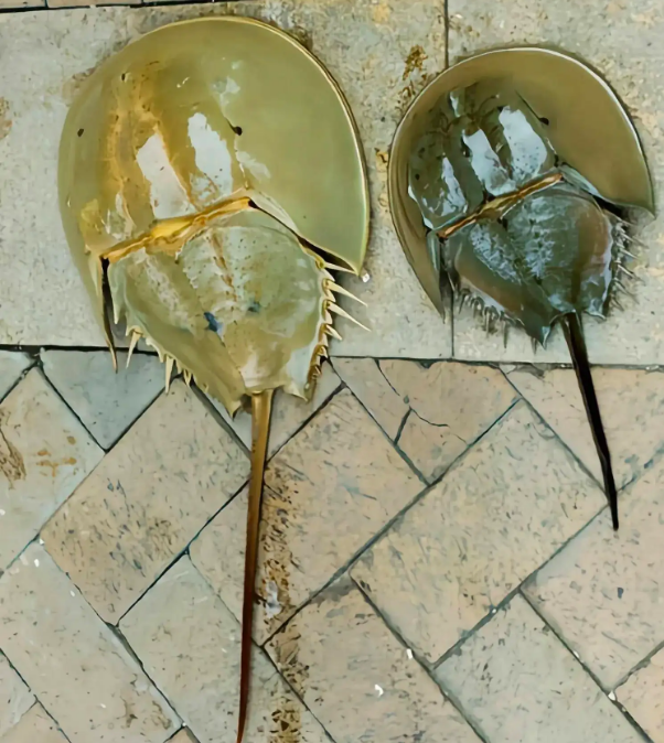 75亿年前奥陶纪,被称为"海洋活化石",现已成为世界濒危物种之一.