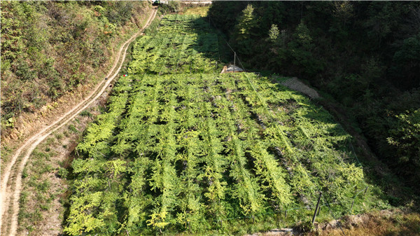 靖州:小小罗汉果 开启"致富门"