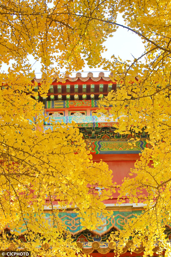 北京:故宫赏秋正当时