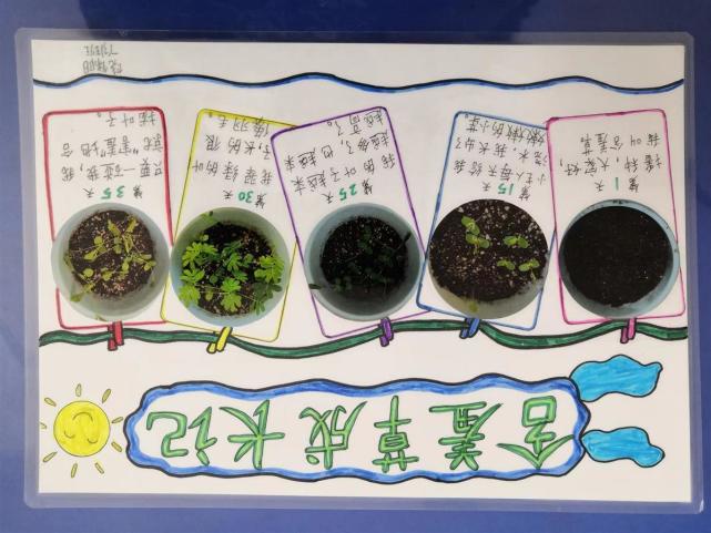 制作植物生长观察日记二年级同学李芯婉在责任田悉心种下的豌豆芽