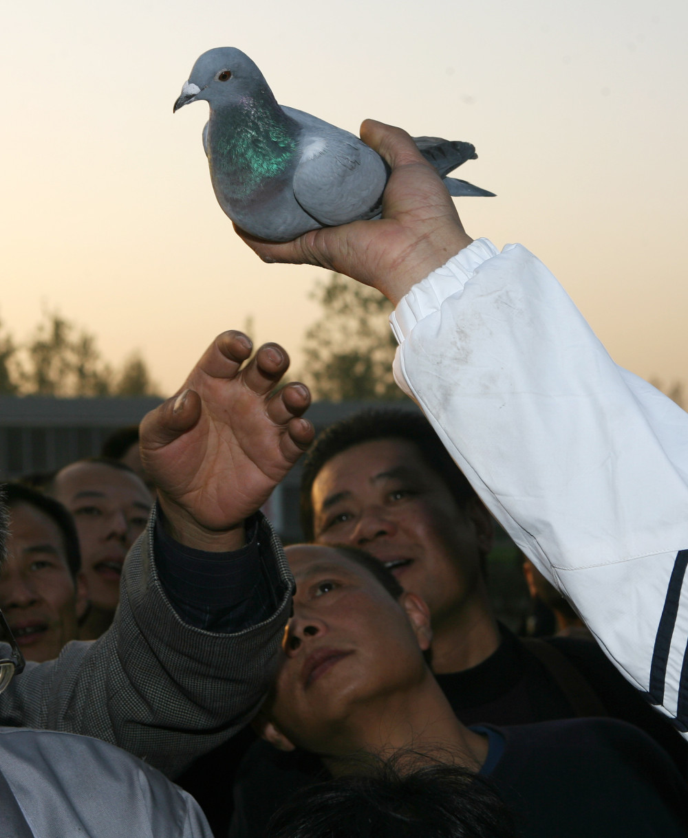 现代信鸽运动在中国发展近百年，每年办赛超20000场_腾讯新闻