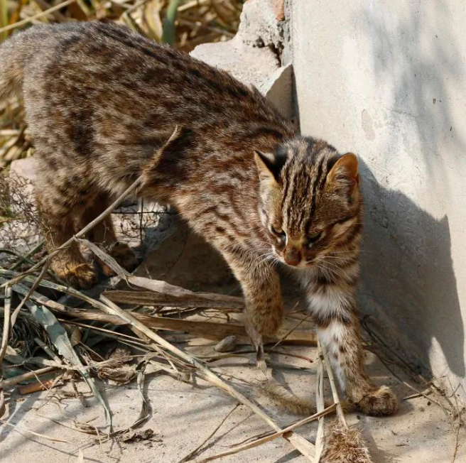 豹猫尾随黑颈鸊䴘反遭对峙，两只国家二级保护动物野鸭湖较量懒惰不会让你一下子一无所有