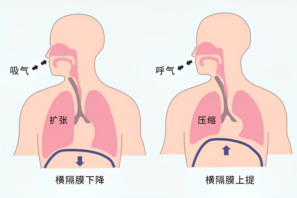 胸腹式联合呼吸法图解图片