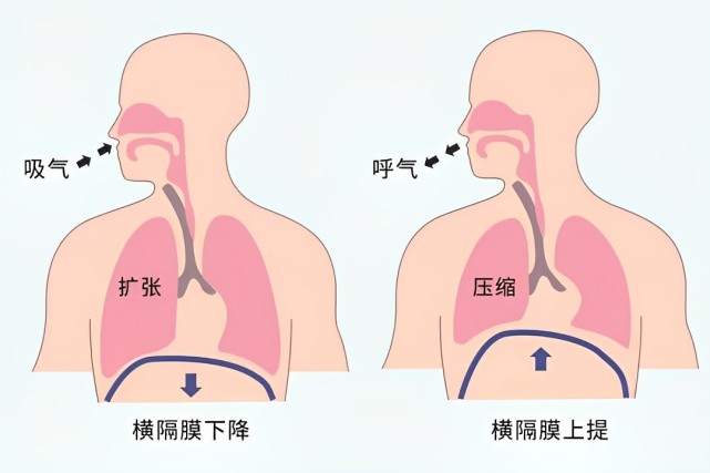 3,胸廓不会动,即使看起来是腹式也是错的很多人从腹式呼吸是正确的