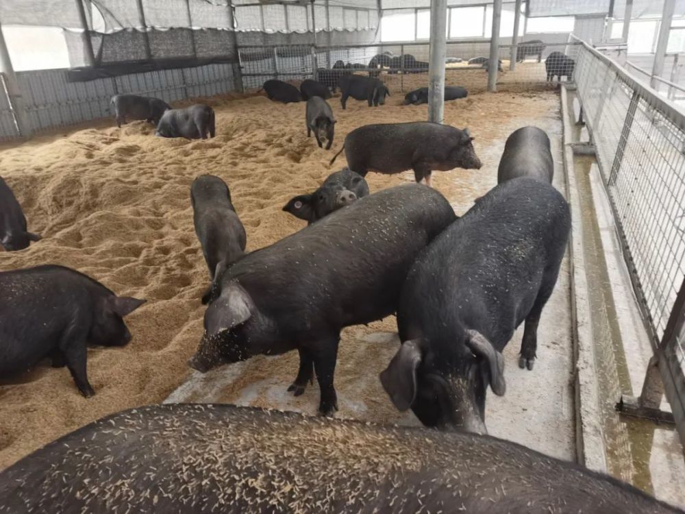 大方县大山乡雷香猪产业犇出致富路