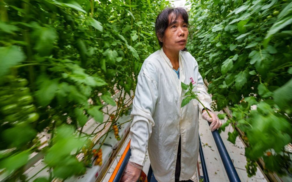 小番茄实现数字化生产，留学生京郊办农业工厂怎么获取免费的网课资源