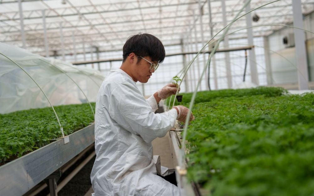 小番茄实现数字化生产，留学生京郊办农业工厂怎么获取免费的网课资源