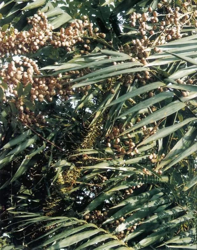 竹子和棕榈藤(以下简称竹藤)是重要的森林植物资源,全世界共有竹种