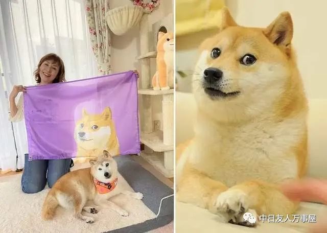 柴犬梗圖始祖神煩狗doge17歲生日來自世界各地的網友獻上祝福