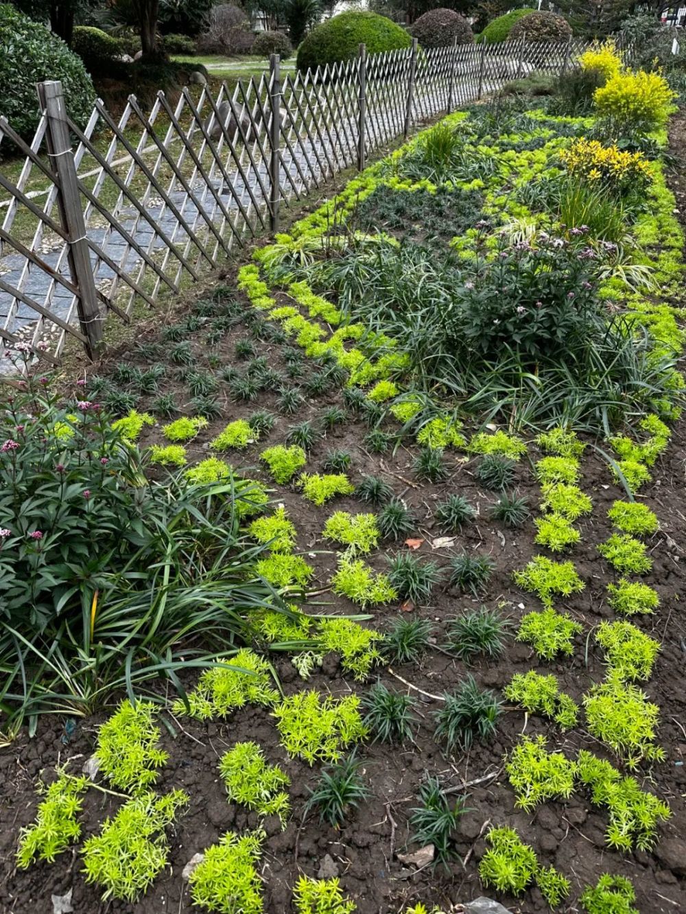 神奇松江这里藏了个小小草药圃