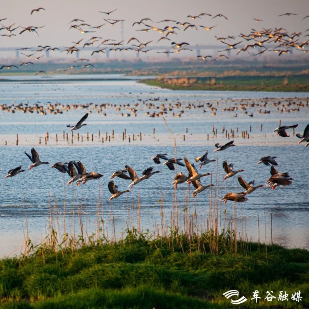 武湖湿地图片