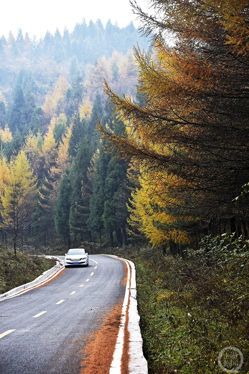 秋意浓浓 涪陵武陵山国家森林公园风景如画