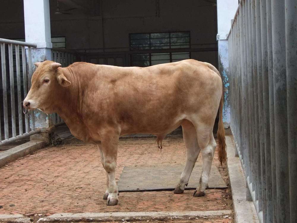 养黄牛要喂什么饲料好?养牛的饲料配方表,养牛一定要收藏学习!