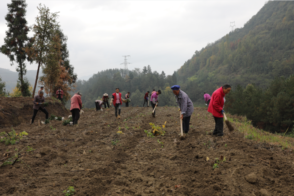 绥阳蒲场镇:黄金茶基地扩面移栽忙