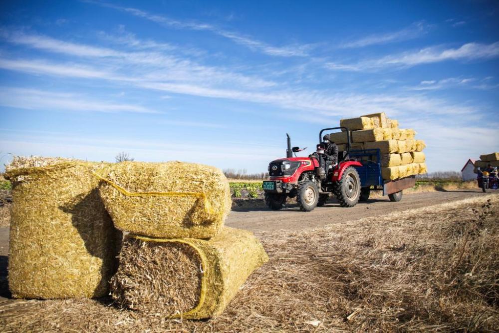 内蒙古通辽:玉米秸秆回收忙_腾讯新闻
