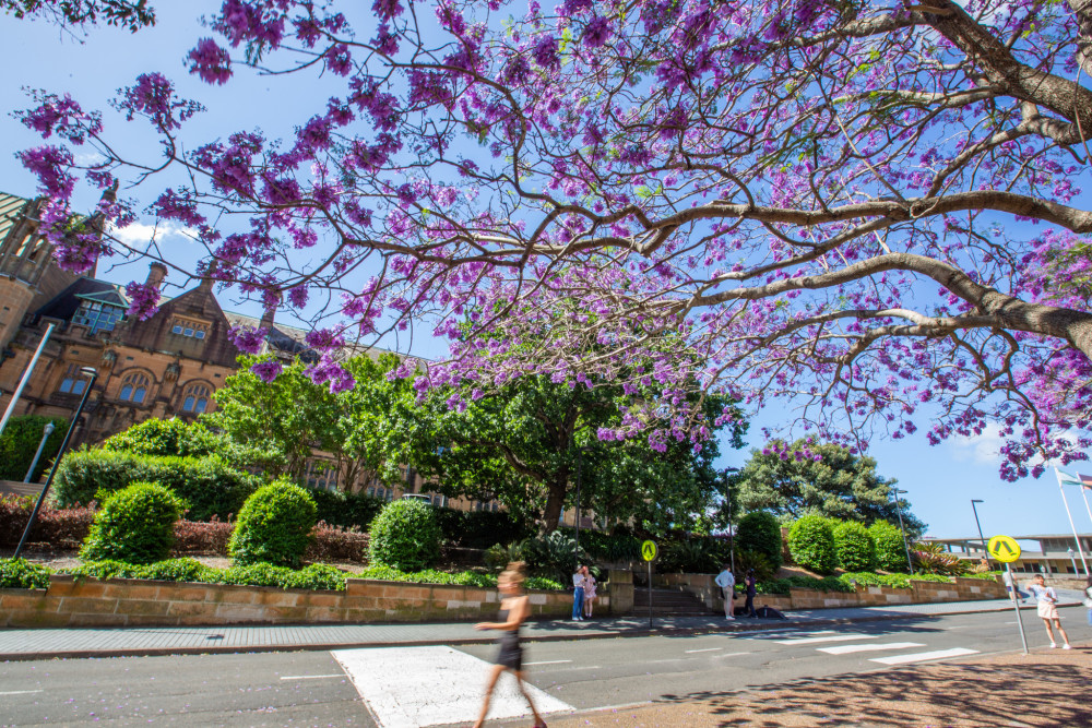 这是11月8日在澳大利亚悉尼大学拍摄的盛开的蓝花楹.