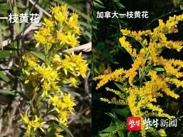 “加拿大一枝黄花”究竟是啥？江苏也有_腾讯新闻