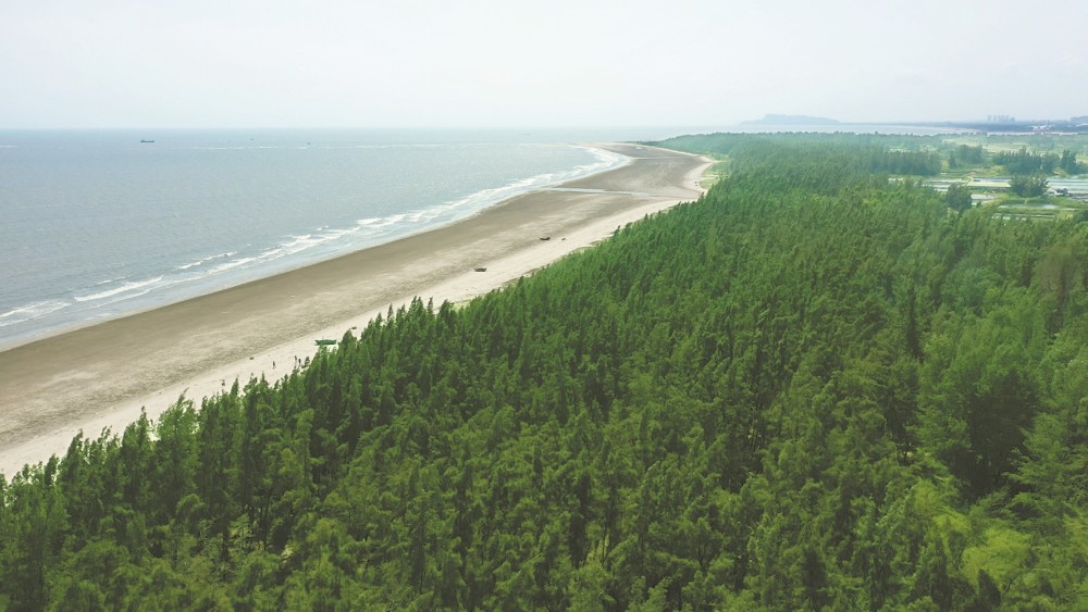 沿海防护林带迎风而立 广东"绿色长城"守护海疆_腾讯新闻