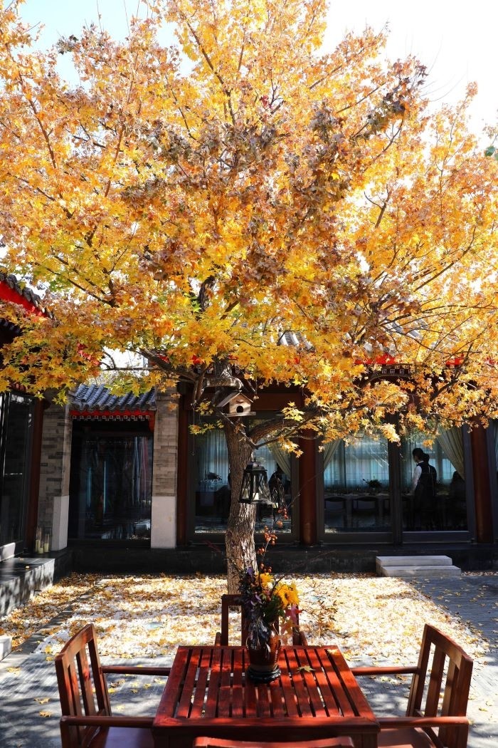米其林绿星餐厅京兆尹十周年，以十五道膳食感味自然关于怎样学英语的对话情景