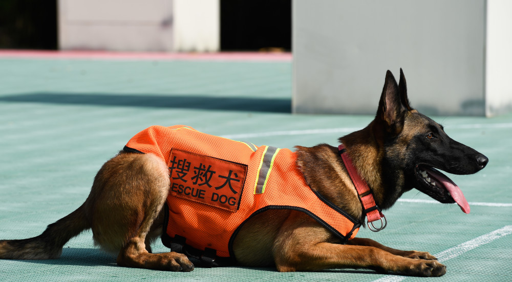 搜救犬是如何练成的?