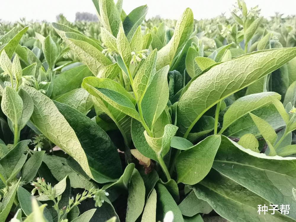 高產耐寒牧草,俄羅斯飼料菜什麼時候種植?利用價值如何?