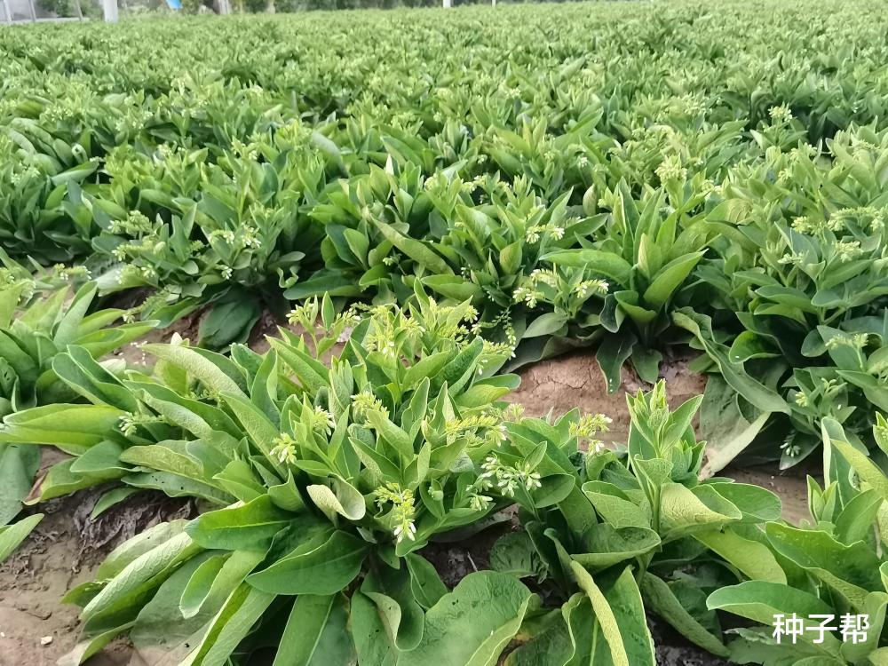 高產耐寒牧草,俄羅斯飼料菜什麼時候種植?利用價值如何?