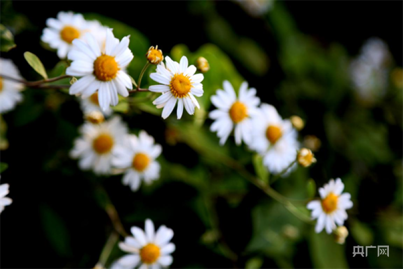 南阳市内乡县：深藏不露毛华菊 含羞芬芳颜值高_腾讯新闻