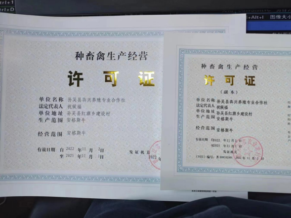 孙吴县成功获批省级安格斯肉牛《种畜禽生产经营许可证》_腾讯新闻