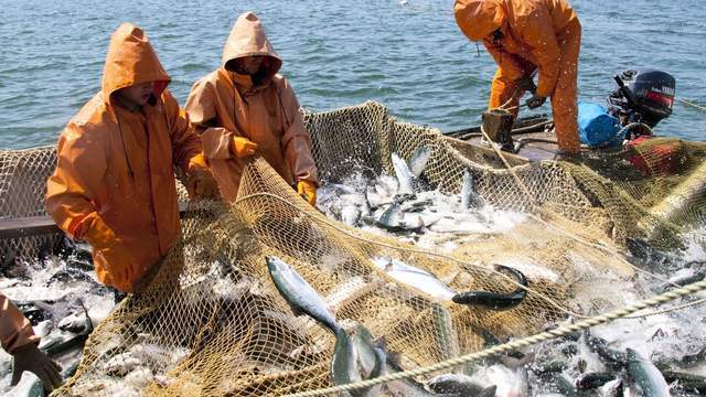 俄罗斯远东渔业资源到底多丰富?撑起了远东地区经济!_腾讯新闻