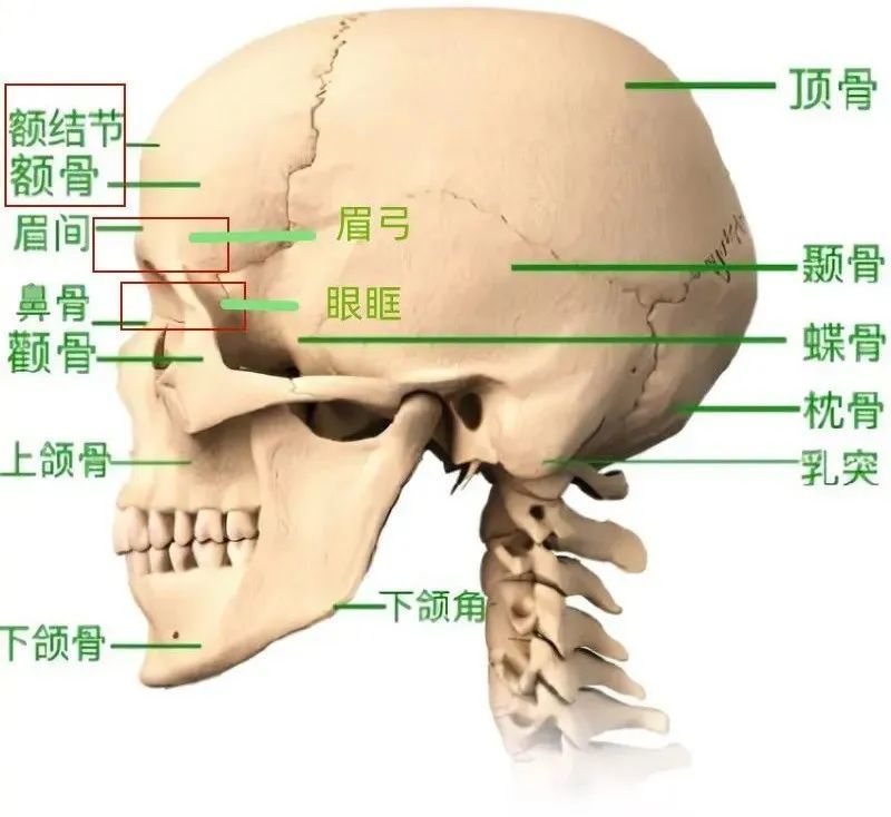 浪漫冬日，“针”藏优雅CHAUMET创新推出腕间珍宝新作萨尔马特和白杨m