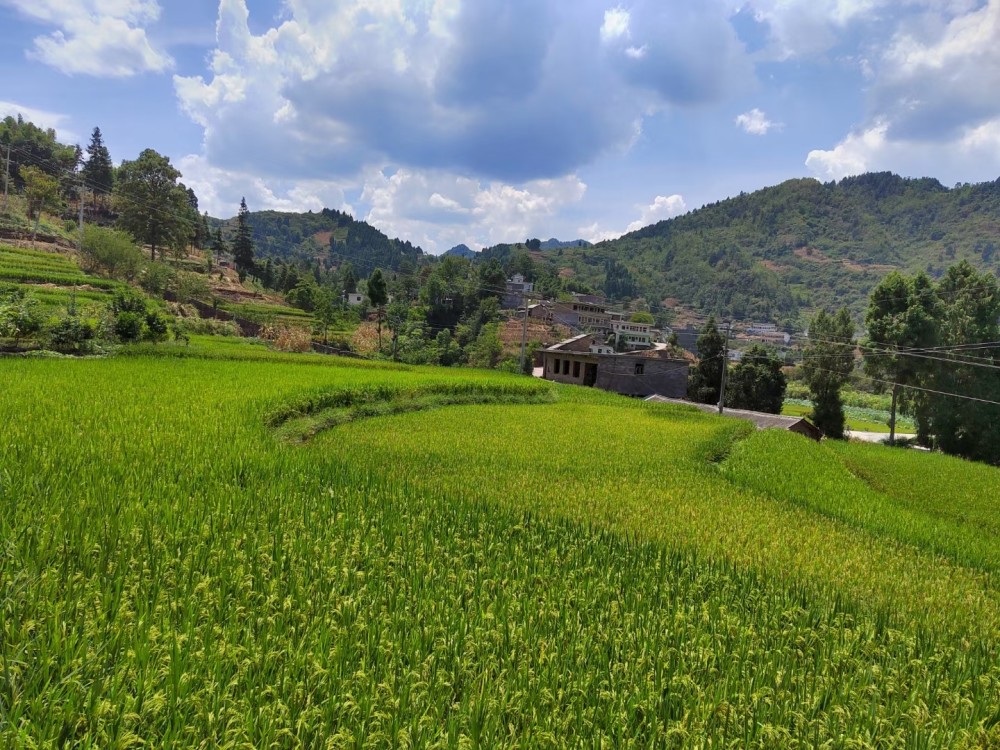 毕节市七星关区:乡村振兴演绎"幸福图景"