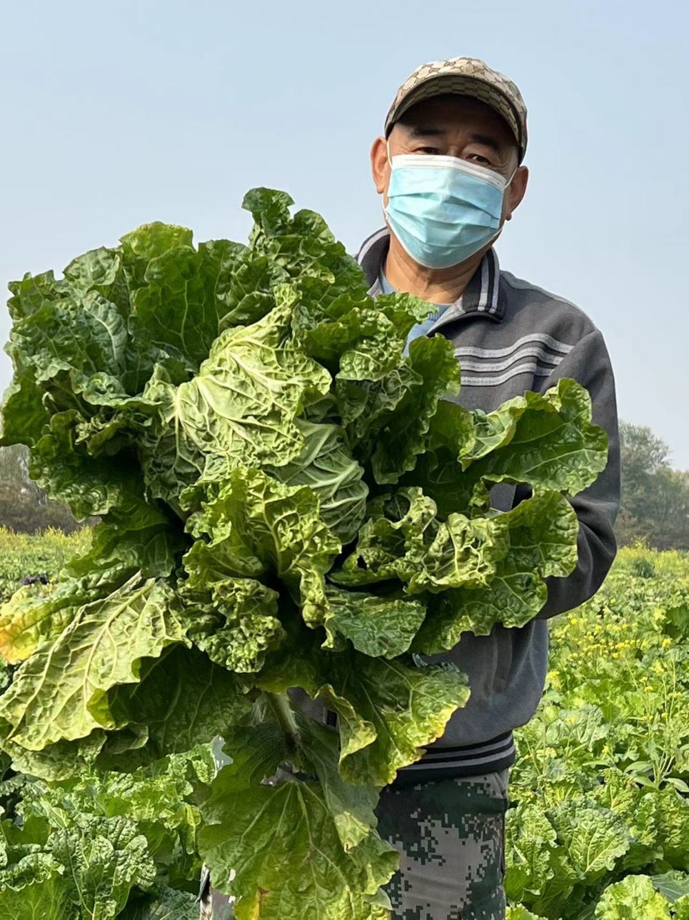 北京恢复种植十余种老口味蔬菜品种