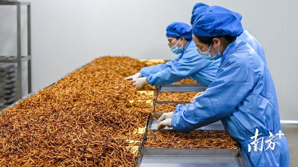 东阳光集团首期进驻粤澳合作中医药科技产业园,着重发展冬虫夏草繁育