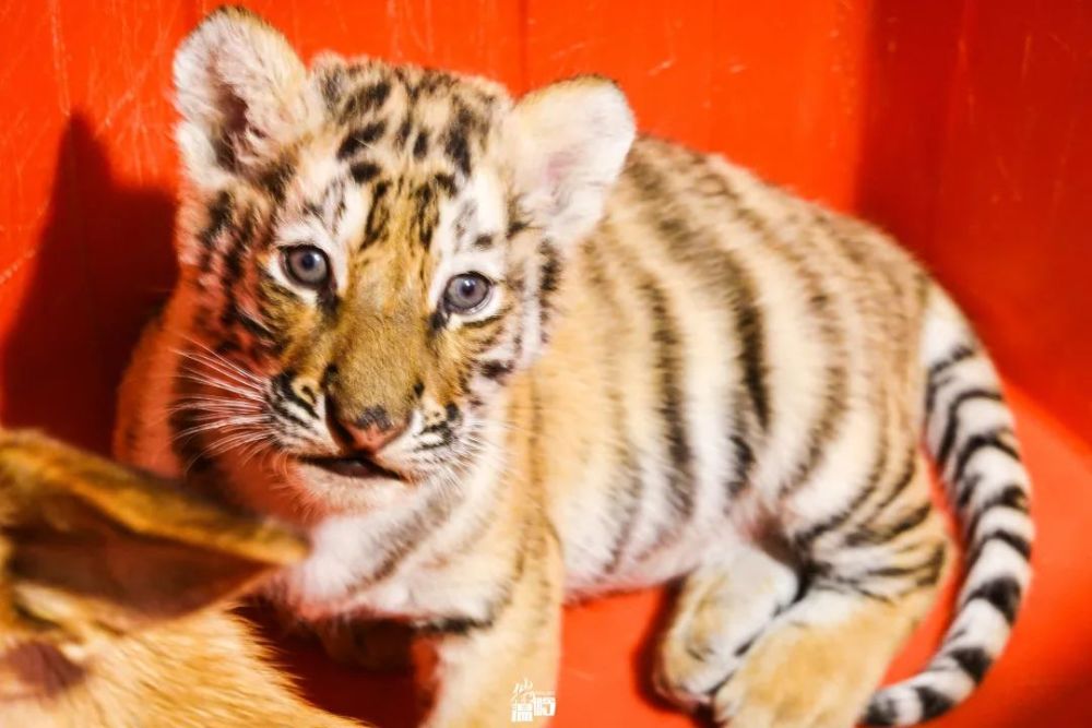 日均1元溫嶺動物園全年不限次暢玩還有動物幼崽開放參觀等你打卡