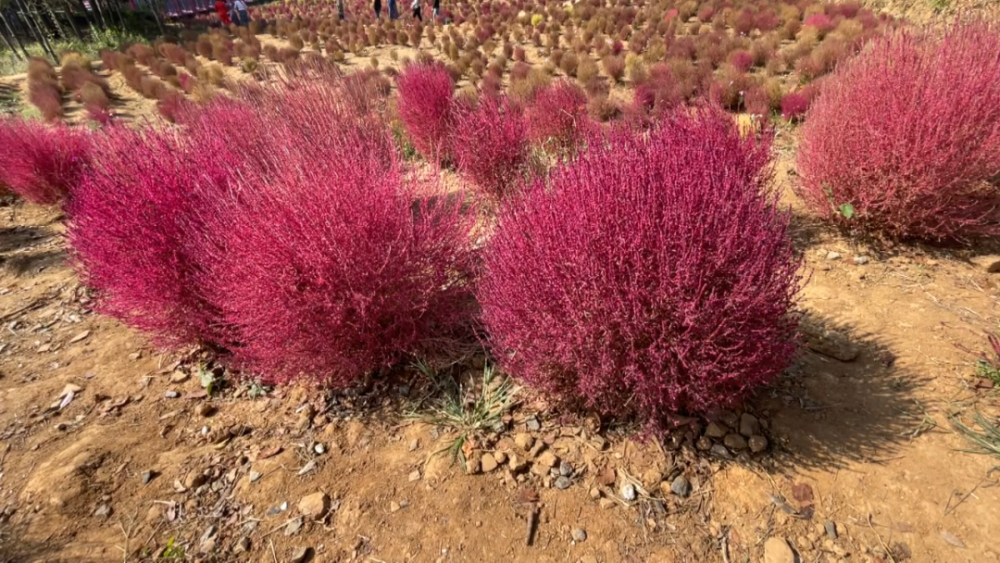4万多株红叶地肤花海 映红马鞍山森林公园_腾讯新闻