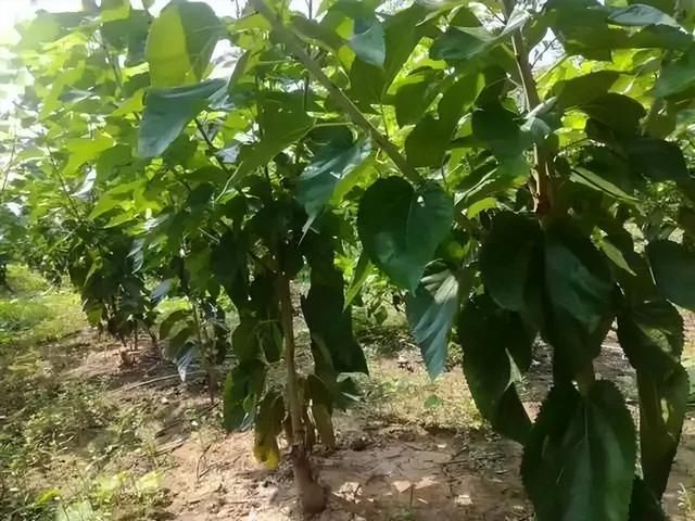 桑树浑身宝，“枝”出降糖药——桑枝总生物碱片_腾讯新闻