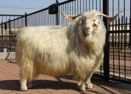 我国独有的绒山羊-腾讯新闻