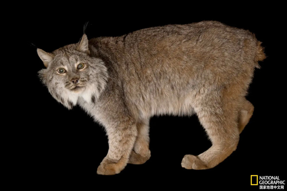 黑色加拿大猞猁首次现身