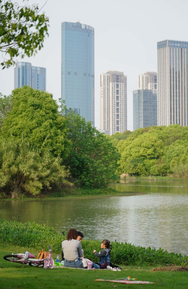 位於南昌市高新區的魚尾洲溼地公園(11月8日攝,無人機照片).