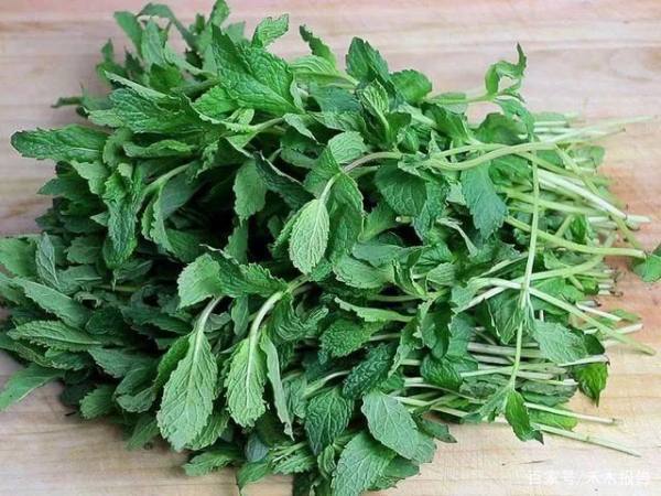 能分清荆芥、十香、薄荷、五香长相的河南人，请举手_腾讯新闻