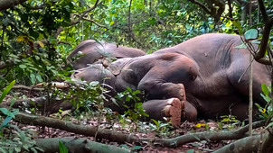 印度24头大象偷喝村民自酿的麻花酒，醉倒在地呼呼大睡