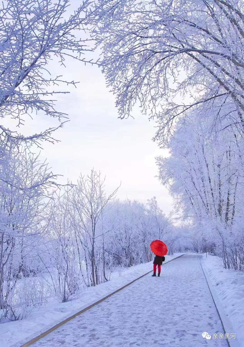 快来收藏黑河今天的冬雪美景