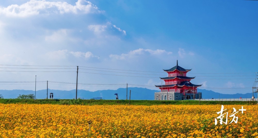 打造"全景式"推介窗口,让白坭味道香飘全国_腾讯新闻