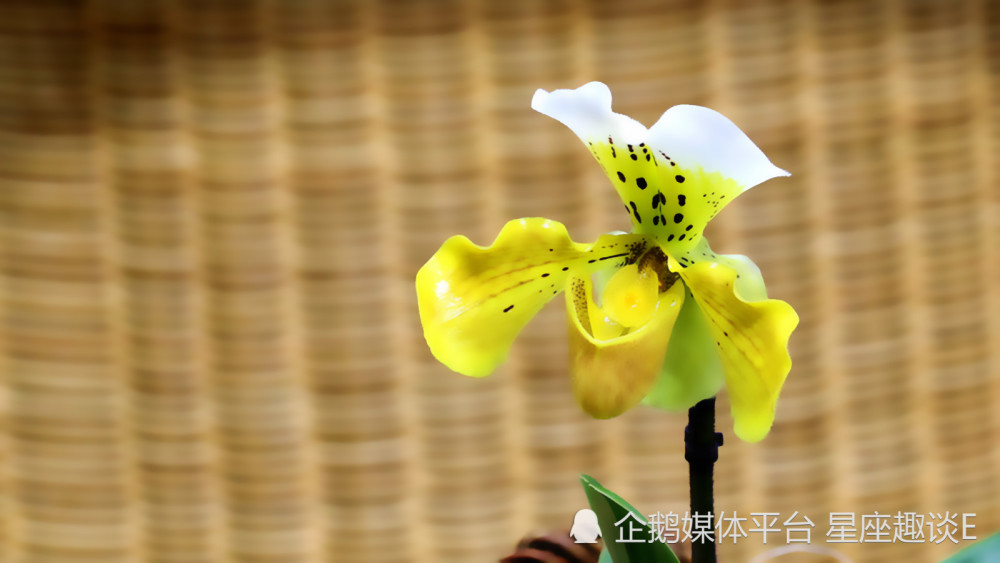 11月13日星座运势 喜讯频传 柳暗花明 谈笑风生 腾讯新闻