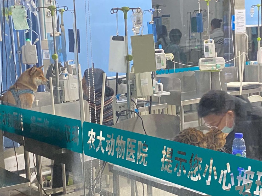当首批城市伴侣动物进入暮年，“宠物协和”肿瘤医生看到这些香港修例风波事件思考
