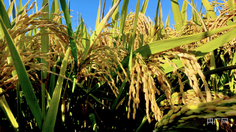 亩产6426公斤江西早籼晚粳双季水稻获丰收