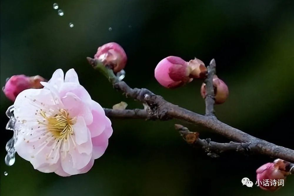 梅花诗人哪家强 王冕淡淡一笑 我不光会写梅花诗 而且还会画梅花 腾讯新闻