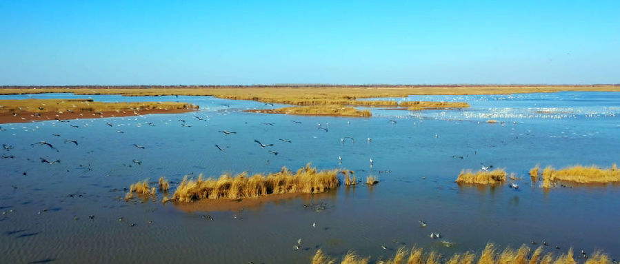 新华空间音频丨这片湿地在呼吸，听见黄河入海口的绿色奇观软件测试功能拆分