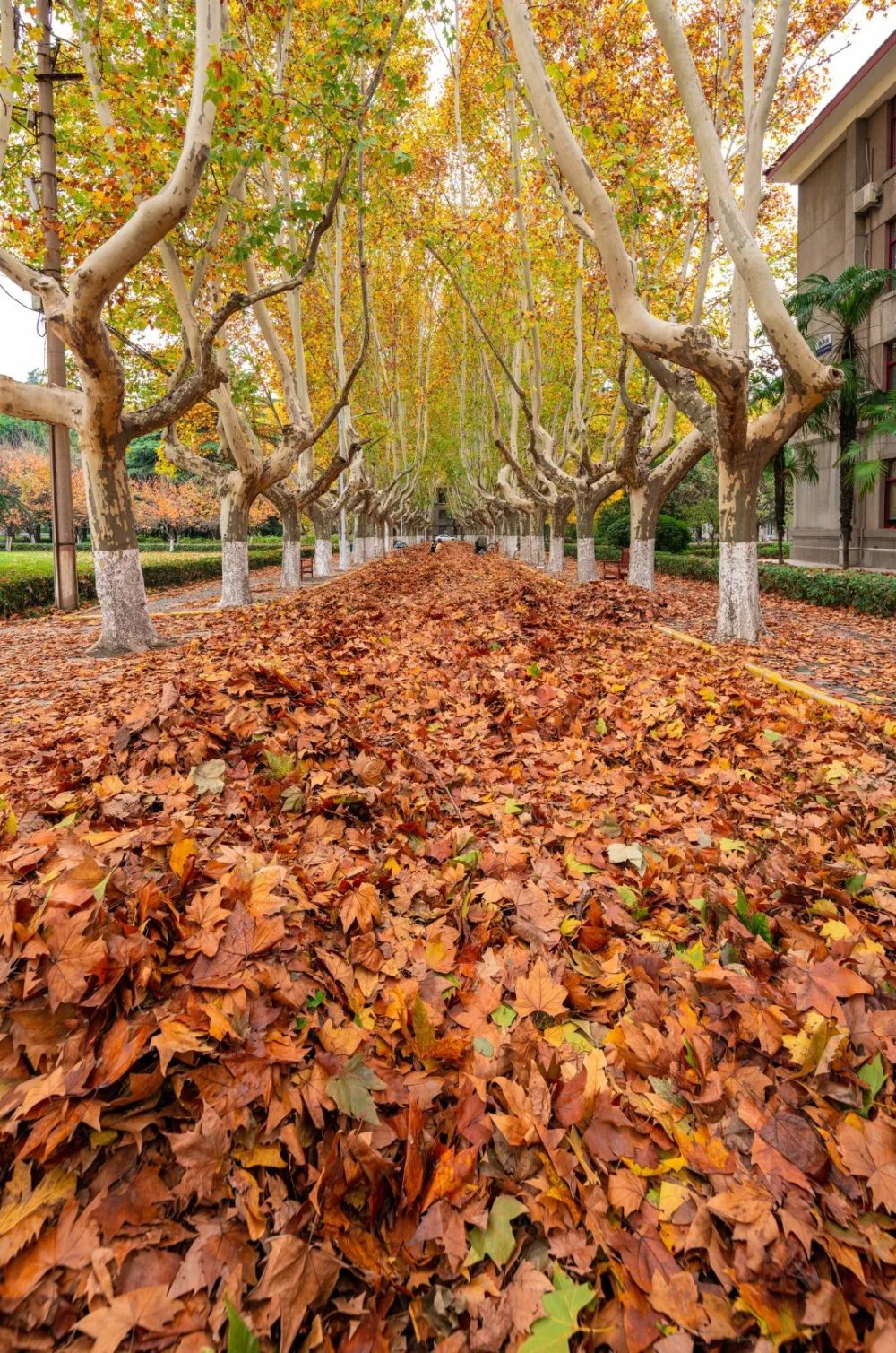 交大金色梧桐有多美_腾讯新闻